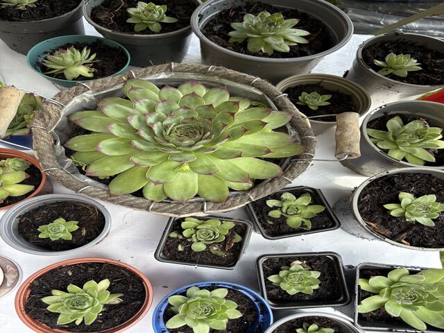 Sunflower Memory Garden 2025