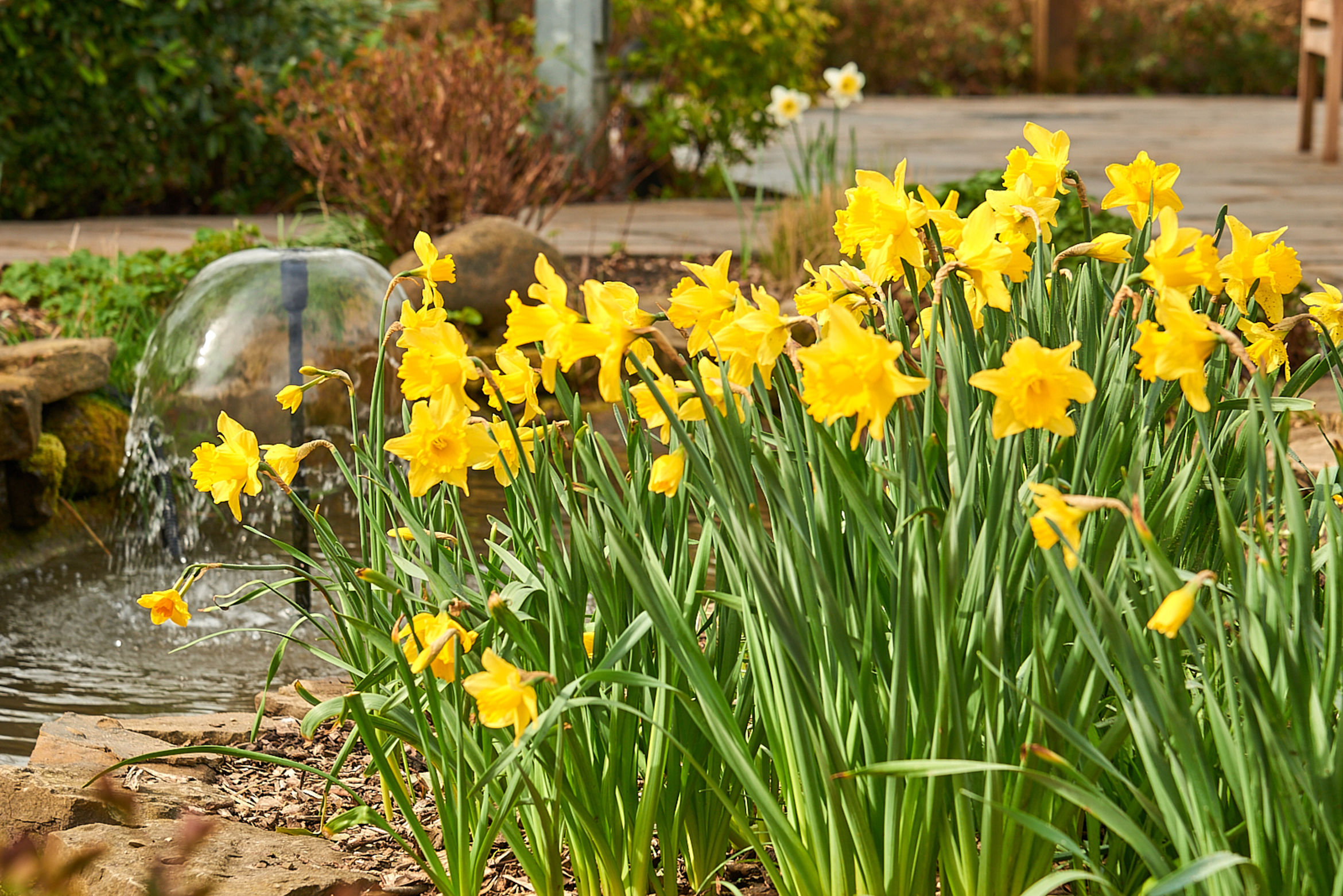 Shoot & Bloom ELH_010421-124_sm Hospice Garden Daffodills (Land)