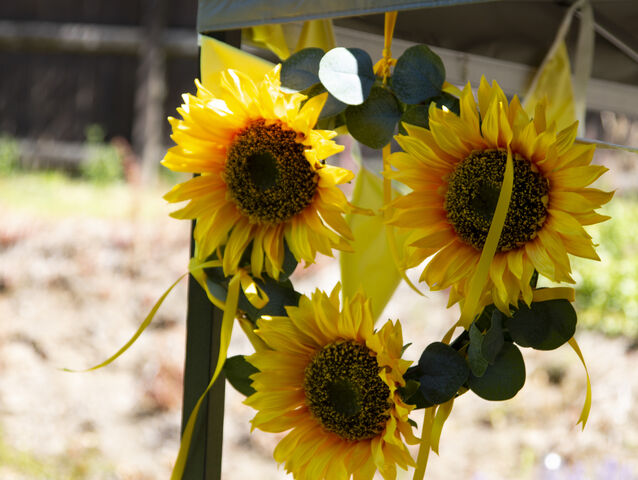 Sunflower Memory Garden Launch