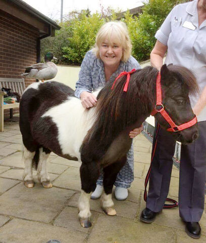 Duck and pony visit Julie in hospice